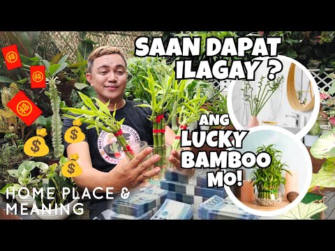 WHERE YOU SHOULD PLACE YOUR LUCKY BAMBOO? | MEANING u0026 SYMBOLISM