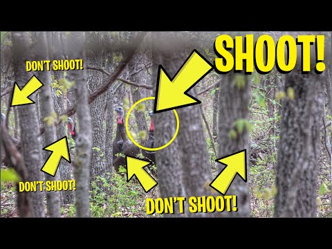 Stressful & Rewarding TIMBER TURKEY HUNT! (Flock came in!)