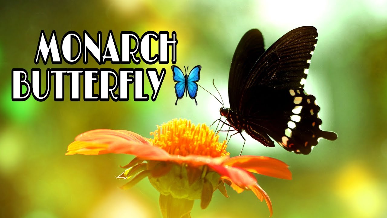 Beautiful Butterflies || Monarch Butterfly || 4k Video 