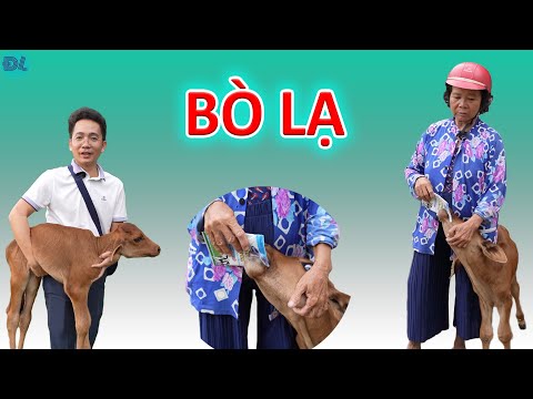 Video Chuyện lạ: Chủ dẫn chú bò vào chùa khấn vái, cầu xin... - youtube