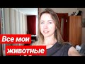 ВСЕ МОИ ЖИВОТНЫЕ🐹🐌🐥ХОМЯК УЛИТКИ ПОПУГАИ