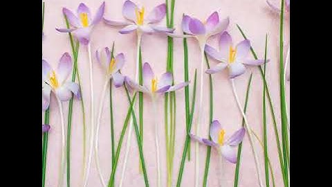 سورة الماعون _ تلاوة خاشعة _ القارئ عبدالرحمن مسعد