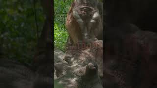 Prehistoric Planet Dinosaurs Death Scene Part 4