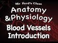 Cardiovascular System Quiz