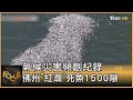 氣候災害頻創紀錄 佛州「紅潮」死魚1500噸｜方念華｜FOCUS全球新聞 20210727