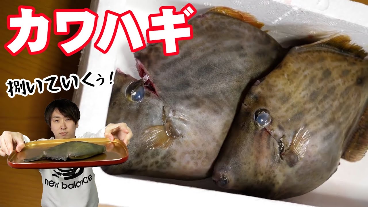 濃厚な肝とペリペリ剥がれる皮が気持ち良い カワハギまとめ Youtube 濃厚な肝とペリペリ剥がれる皮が気持ち良い カワハギまとめ Youtube
