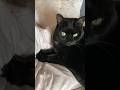 8.3.2026 БОНЯ🐈⬛🖤 мы вместе 🖤🖤#кошка #кошки #cat #blakcat #MadameRozenberg