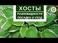 ХОСТЫ - разновидности, посадка, уход и размножение