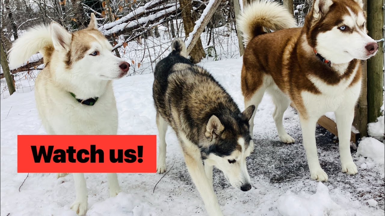 My Favourite Pack of Huskies: they are so much fun.👍