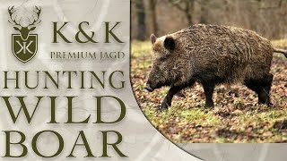 Wild Boar Hunting In Romania