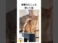 衝撃的なことを聞いた猫