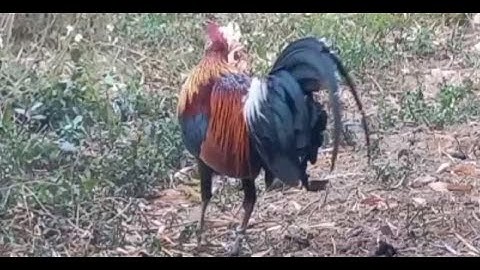 ไก่ต่อออ่นงามมาก qaib dib mos zoo nkauj heev