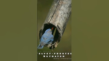 Velvet-fronted Nuthatch #sikkim #bird #viral #nature #shortvideo #sikkim_birds #2k #birds #subscribe