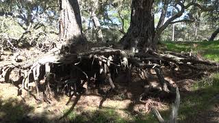 Exposed Roots of Tall Monterey Pine