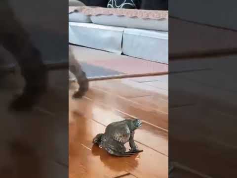 орущая лягушка орет