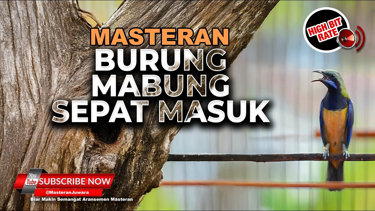 Cucak Cungkok Super Gacor Bongkar Materi Masteran Khusu Burung Mabung Cepat Masuk