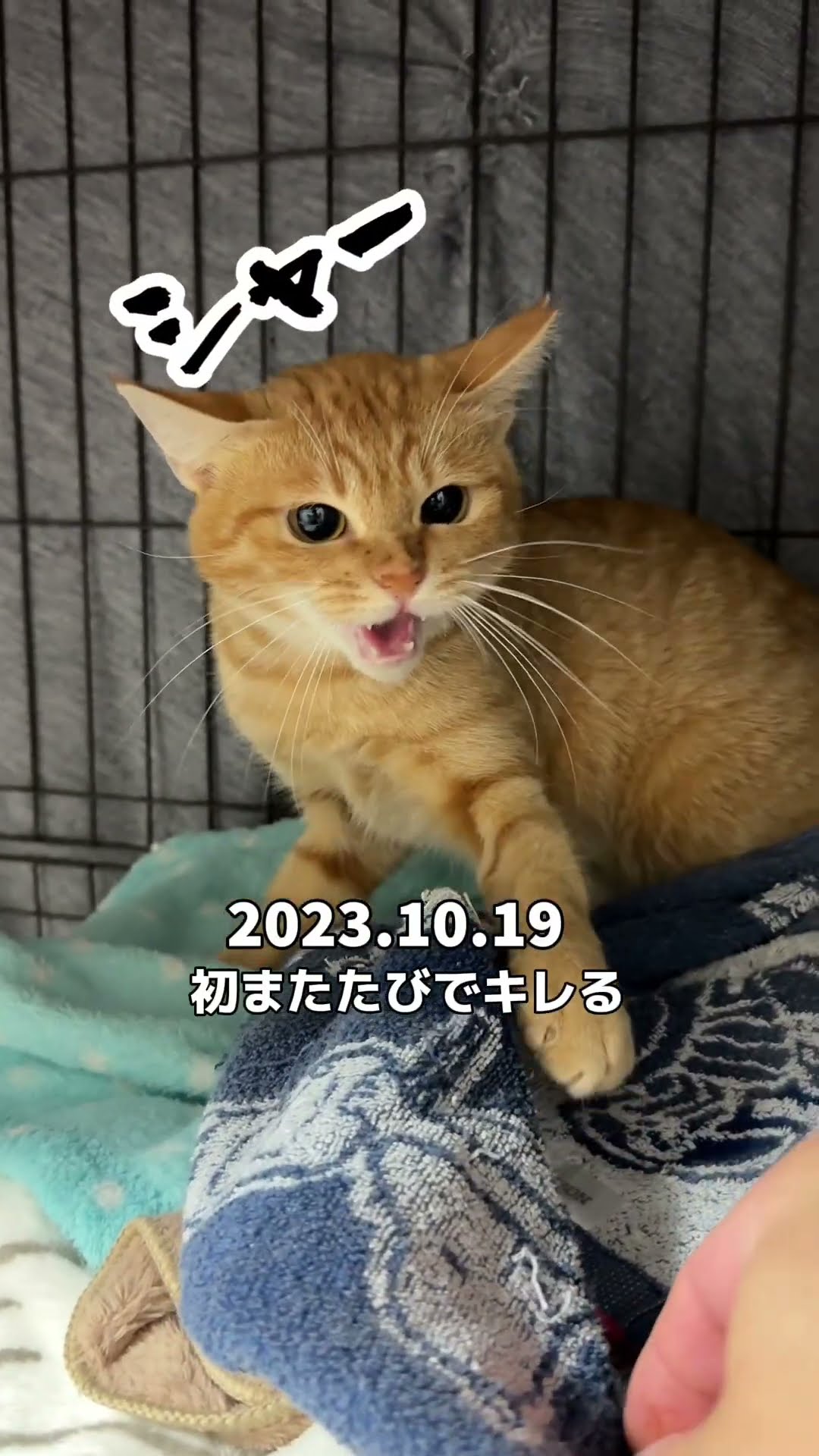 ねこちゃ　ゆり2本追加 にゃんだらけ公式サイト