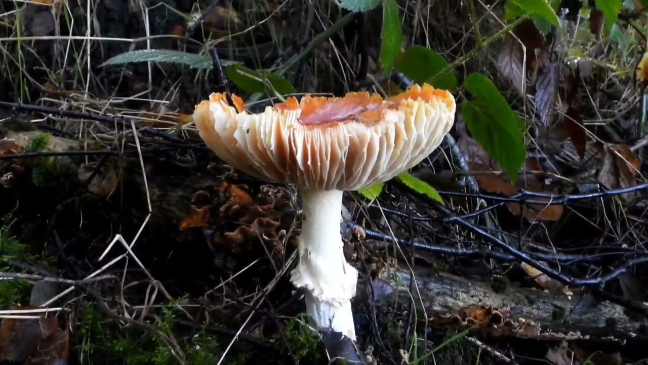 Williamthorpe nature reserve  