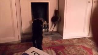 Bertie the Dachshund sniffing a fire