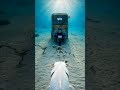 POV: Albino Shark Fish Finds Sunken Ship &amp; Hidden Weapons #POV #UnderwaterMystery