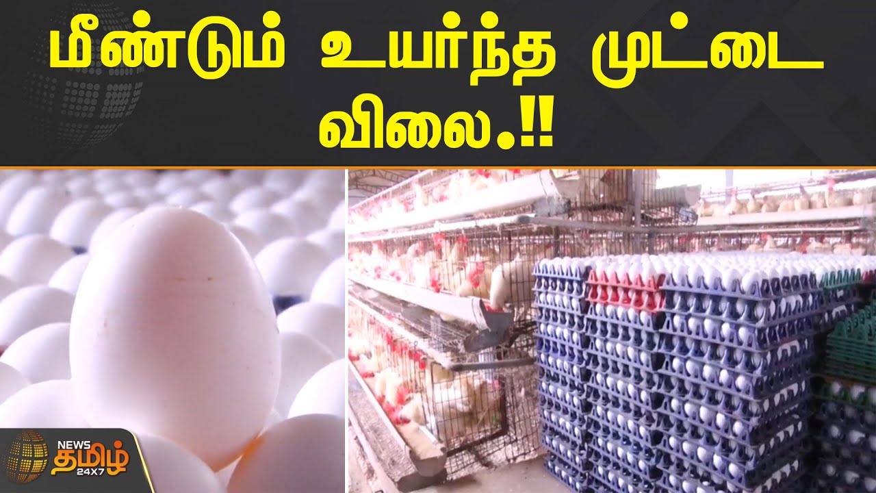 மீண்டும் உயர்ந்த முட்டை விலை.!! Namakkal Egg Rate Egg Price Hike YouTube