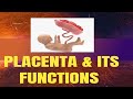 Placenta|OBG|Functions of Placenta
