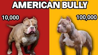 American Bully Price Difference | Am Bully Rs10,000 Vs Rs1,00,000 | Dogs Junction.,