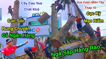 Cực Kỳ Nguy Hiểm Vua Vượn Cưa Cây Cau Vua Bị Chết Khô Ngã Sập Hàng Rào Trong Ngân Hàng
