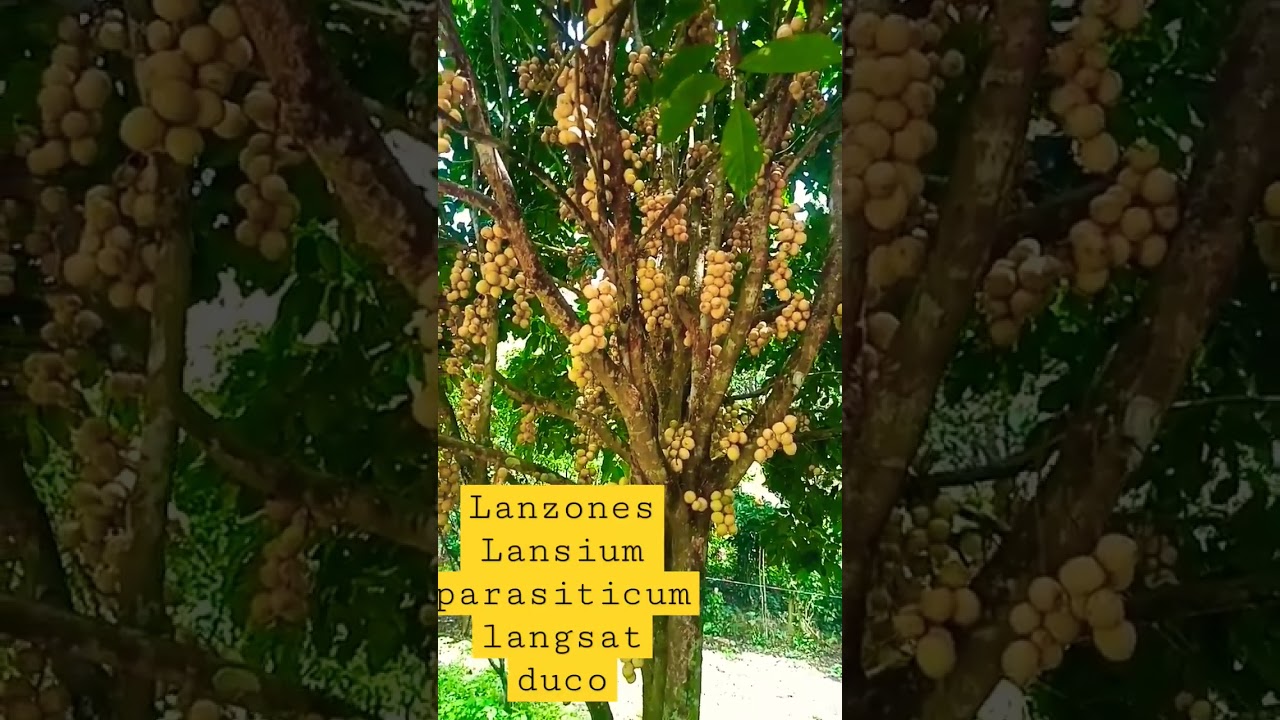 Lanzones, right time to harvest 