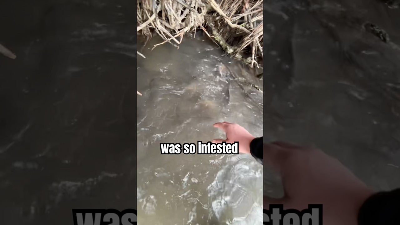 Catching Fish By Hand! 