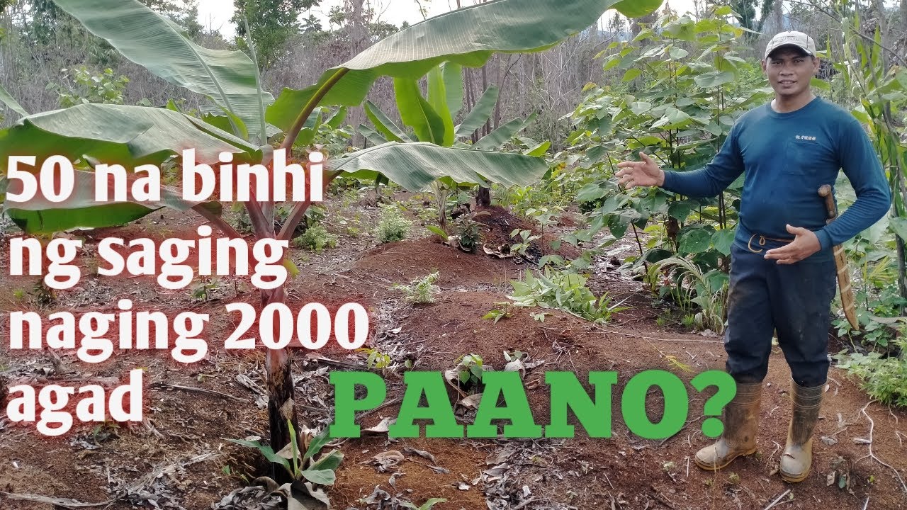 50 na binhi ng saging naging 2000 agad, paano? || 50 planting materials of banana turns to 2000 how?