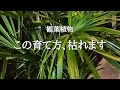 【気をつけて】観葉植物初心者がやりがちな失敗と正しい育て方を解説 | 枯らさないために大切なポイント