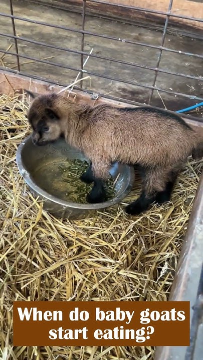 when-do-baby-goats-start-eating-youtube
