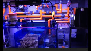 How To: The Ultimate Filtration- Sumps!
