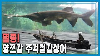 사라진 '살아있는 화석', 양쯔강 주걱철갑상어 (181회_2020.08.15.방송)