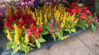 Hoje foi dia de ir fazer terapia na floricultura vamos ver quantas plantas lindas