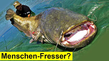 Welche Fische fressen Menschen?