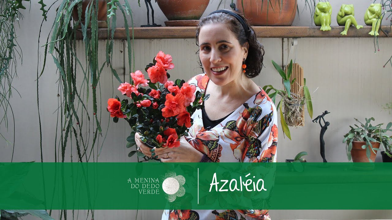 Azaleia, uma planta fácil de se cultivar e cuidar! - greenMe