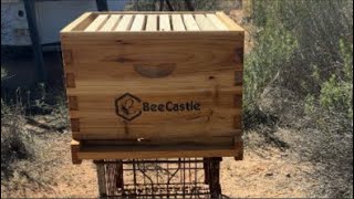 wild bee hive transfer to new bee box 🐝