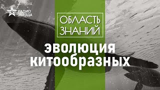 Где находятся ноздри у кита? Лекция морского биолога Татьяны Ивкович