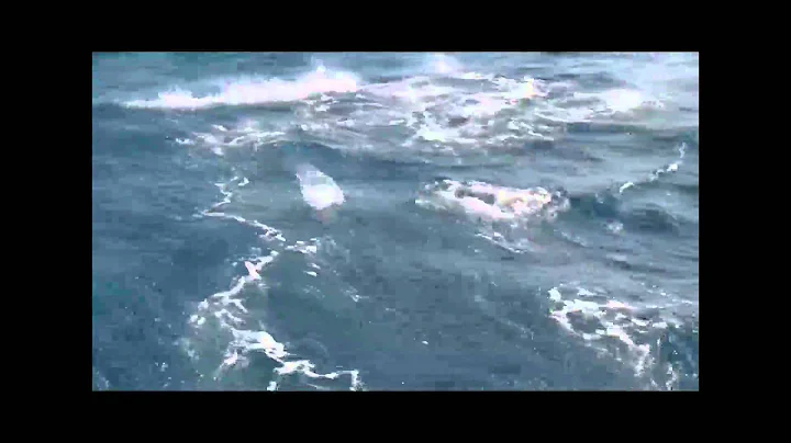 hot tuna fish on the contagious with capt. Brian C...