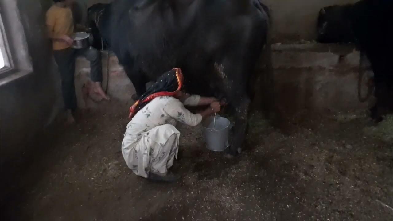 Jis Ko Doodh Pina H Aa Jao Hariyanvi masti funnyvideo viral jis-ko-doodh-pina-h-aa-jao-hariyanvi-masti-funnyvideo-viral