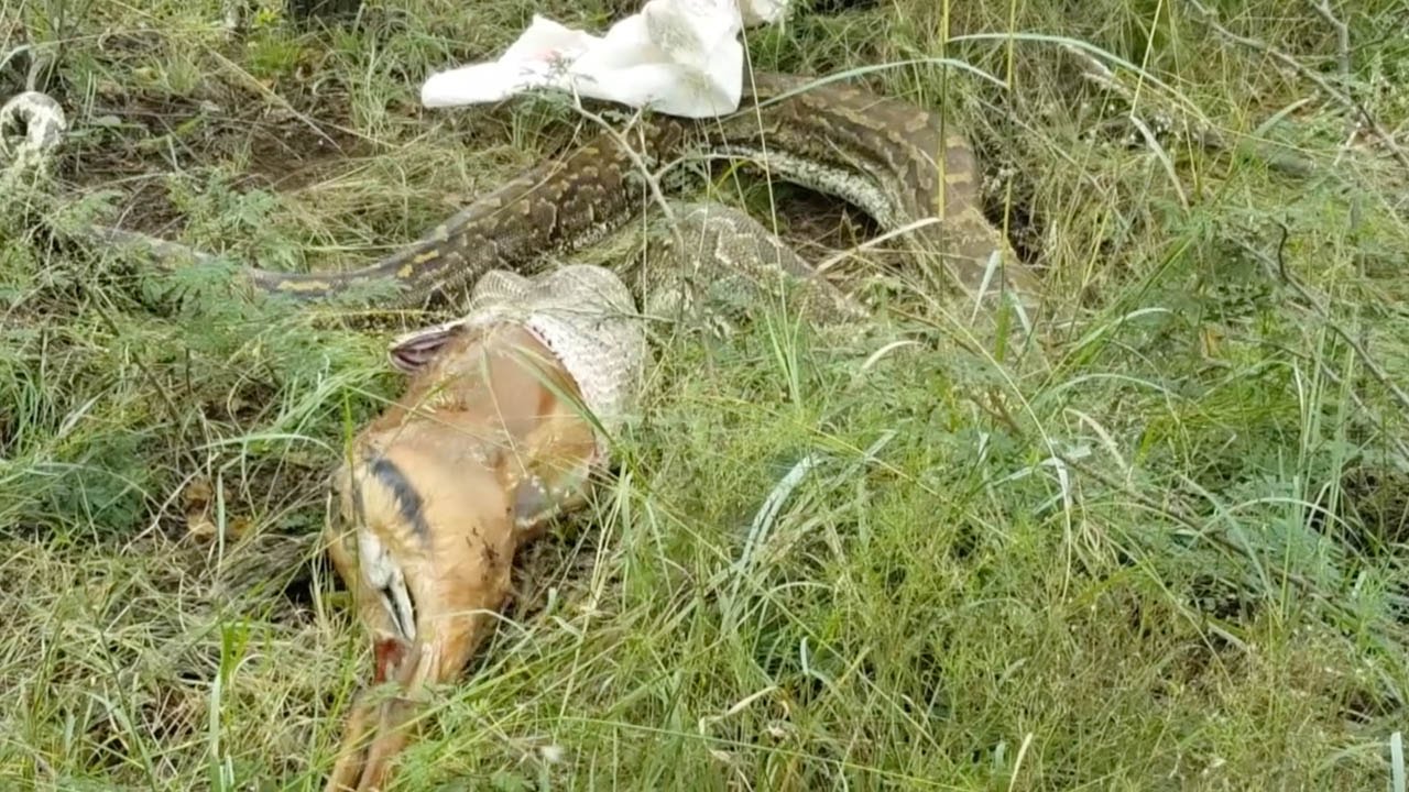 Snake Throws Up A Whole Deer YouTube