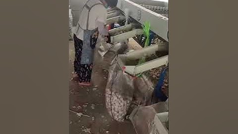 Grade Garlic Bulb with 6 sizes automaticlly with HGB-8 Garlic Bulb Grading Machine