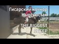 Элитные ГИСАРСКИЙ ОВЦЫ в Кыргызстане THE BIGGEST SHEEP IN KYRGYZSTAN