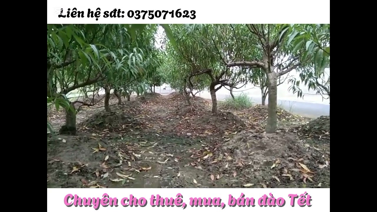 Vườn đào thân dáng vừa đẹp tại Thái Nguyên - Nhà vườn chuyên cho thuê, mua, bán đào Tết 🌸🌸🌸