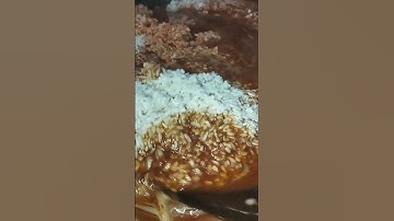 Thumbnail of masak nasi minyak with bumbu nasi minyak siap saji @ithayudis #nasiminyak#bumbu #cooking#tutorial