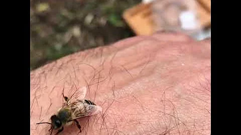 Quando l'ape punge poi muore?