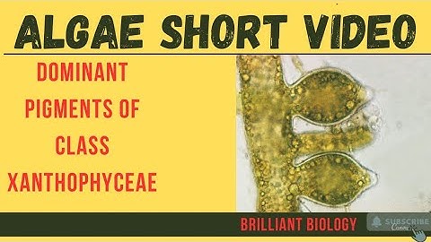 PIGMENTS FOUND IN XANTHOPHYCEAE | ALGAE INTRODUCTION |GENERAL CHARACTERSTICS #botany #algae #neet 