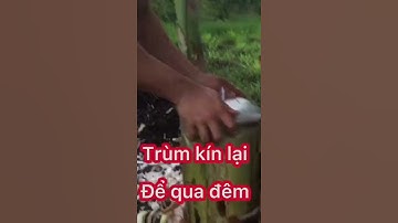 Công dụng nước thân cây chuối hột #shorts #thanhdongvlog